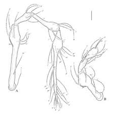 Attēlu rezultāti vaicājumam “Belbodamaeus sp.”