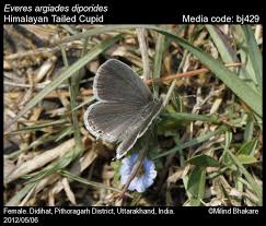 Attēlu rezultāti vaicājumam “Everes argiades”