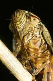 Attēlu rezultāti vaicājumam “Aphrophora alni”