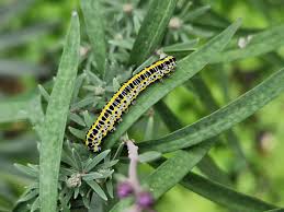 Attēlu rezultāti vaicājumam “Calophasia lunula larva”