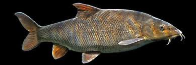 Image result for Barbus barbus