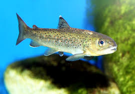 Image result for Salmo zrmanjaensis