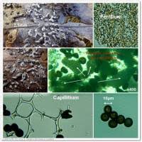 Attēlu rezultāti vaicājumam “Physarum bitectum”