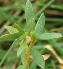 Attēlu rezultāti vaicājumam “Glaux maritima leaf”
