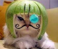 Image result for limecat