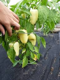 Afbeeldingsresultaat voor Szegedi 80 hot pepper