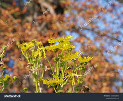 Attēlu rezultāti vaicājumam “Tragopogon pratensis subsp. pratensis leaf”