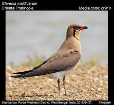 Image result for Glareola maldivarum