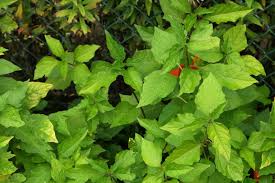 Attēlu rezultāti vaicājumam “Physalis alkekengi leaf”