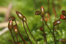 Attēlu rezultāti vaicājumam “Sciuro-hypnum curtum sporophyte”