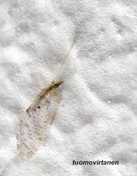 Attēlu rezultāti vaicājumam “Hemerobius perelegans”