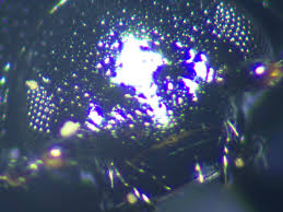 Attēlu rezultāti vaicājumam “Phaedon cochleariae”