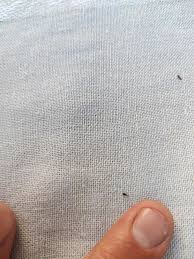 Attēlu rezultāti vaicājumam “Protapion sp.”