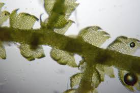 Attēlu rezultāti vaicājumam “Jungermanniopsida”