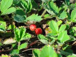Attēlu rezultāti vaicājumam “Fragaria vesca leaf”