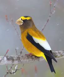 Image result for Hesperiphona vespertina