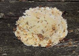 Attēlu rezultāti vaicājumam “Skeletocutis odora”