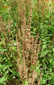 Attēlu rezultāti vaicājumam “Rumex obtusifolius flower”