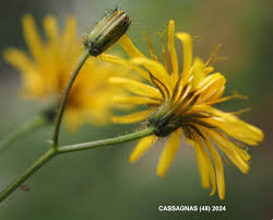 Attēlu rezultāti vaicājumam “Crepis paludosa flower”