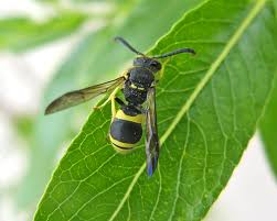 Attēlu rezultāti vaicājumam “Eumenidae”