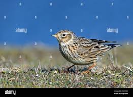 Attēlu rezultāti vaicājumam “Alauda arvensis adult”