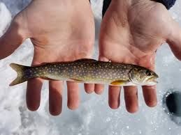 Image result for Salvelinus faroensis