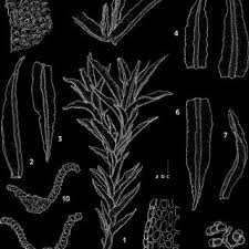 Attēlu rezultāti vaicājumam “Didymodon tophaceus sporophyte”