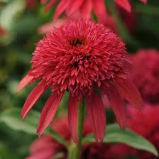 Image result for Echinacea Lustre hybrids