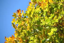 Attēlu rezultāti vaicājumam “Acer platanoides leaf”