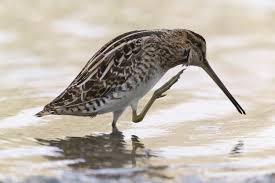 Attēlu rezultāti vaicājumam “Gallinago gallinago”