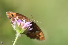 Attēlu rezultāti vaicājumam “Erebia ligea”