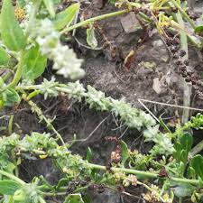 Attēlu rezultāti vaicājumam “Atriplex littoralis leaf”