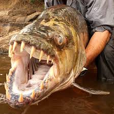 Image result for Goliath Tigerfish