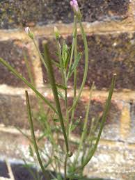 Attēlu rezultāti vaicājumam “Epilobium roseum flower”