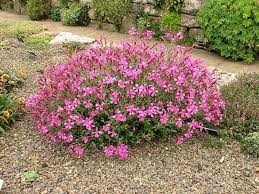 Image result for Silene schafta