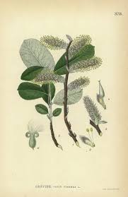 Attēlu rezultāti vaicājumam “Salix cinerea”