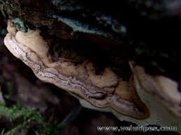 Attēlu rezultāti vaicājumam “Heterobasidion parviporum”