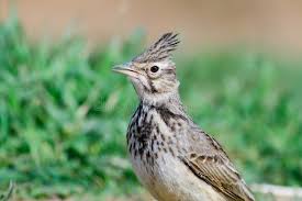 Attēlu rezultāti vaicājumam “Galerida cristata”