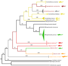 Image result for Callorhinchus capensis