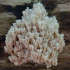 Attēlu rezultāti vaicājumam “Clavicorona pyxidata”