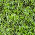 Attēlu rezultāti vaicājumam “Dicranodontium denudatum”