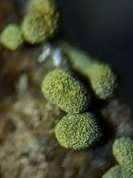 Attēlu rezultāti vaicājumam “Physarum virescens”