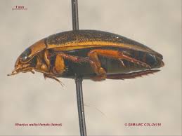 Attēlu rezultāti vaicājumam “Rhantus frontalis”