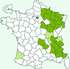 Attēlu rezultāti vaicājumam “Lygephila viciae”