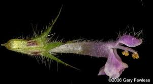 Attēlu rezultāti vaicājumam “Galeopsis tetrahit”