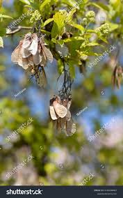 Attēlu rezultāti vaicājumam “Acer tataricum subsp. ginnala bud”