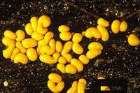 Attēlu rezultāti vaicājumam “Trichia scabra sessile”