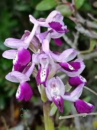Attēlu rezultāti vaicājumam “Orchis morio”
