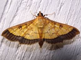 Attēlu rezultāti vaicājumam “Crambidae”