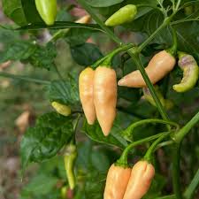 Afbeeldingsresultaat voor peach habanero hot pepper